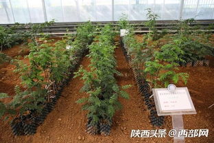 厲害了我的城 全國每6粒花椒就有一粒來自韓城