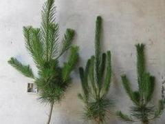 熱銷側(cè)柏 大量出售優(yōu)質(zhì)營(yíng)養(yǎng)缽側(cè)柏 山東側(cè)柏苗木繁育基地 火炬苗,黃櫨苗,側(cè)柏苗,側(cè)柏樹苗