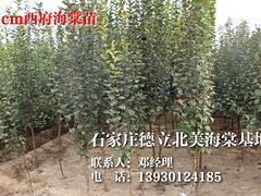 資陽西府海棠苗 超值的西府海棠苗出售,資陽西府海棠苗 超值的西府海棠苗出售生產(chǎn)廠家,資陽西府海棠苗 超值的西府海棠苗出售價(jià)格