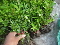 繡線菊小苗 江蘇省沭陽縣九洲園林綠化苗木場(chǎng)苗木產(chǎn)品