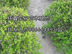 為您推薦質量好的紅葉甜菜 觀賞用紅葉甜菜,為您推薦質量好的紅葉甜菜 觀賞用紅葉甜菜生產廠家,為您推薦質量好的紅葉甜菜 觀賞用紅葉甜菜價格