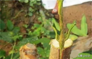 果樹苗木的繁育辦法你知道幾種