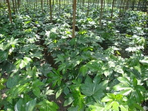 苗木 蜀檜 碧桃 枸骨球 大葉女貞 桂花指導(dǎo)價(jià) 苗木 蜀檜 碧桃 枸骨球 大葉女貞 桂花行情 沭陽縣曼珠沙華花卉園藝場(chǎng)