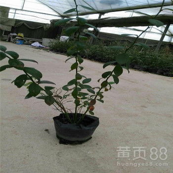 【河北3年藍(lán)莓苗繁育基地】- 