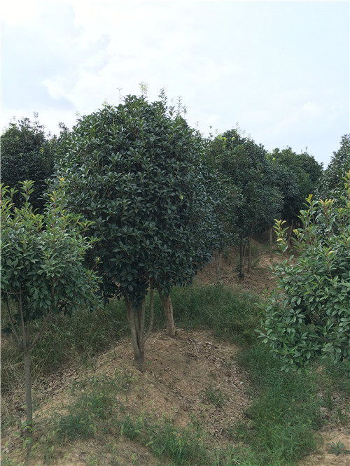 桂花報價 沁陽桂花苗木繁育誠信商家