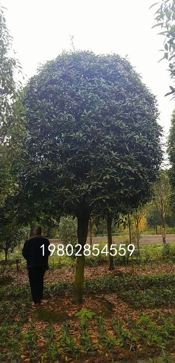 【桂花樹出售,苗木種植基地批發(fā)】- 