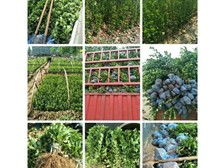 河北鑫帥苗木合作社 必途推薦 產(chǎn)品展示