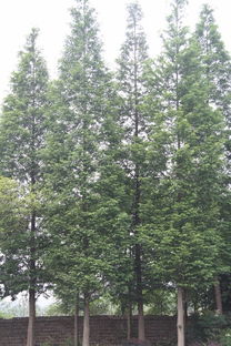 【成都水杉基地,水杉大喬木,水杉種植基地】- 