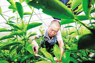 瓊中綠橙今日開摘上市