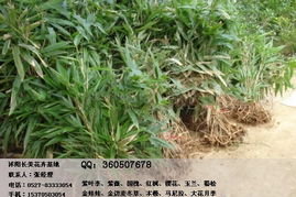 箬竹 價(jià)格合理公道苗木質(zhì)量?jī)?yōu)秀 沭陽現(xiàn)貨價(jià)格及規(guī)格型號(hào)