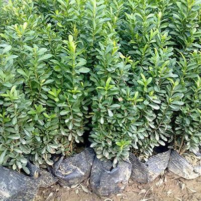 瓜子黃楊價(jià)格 好苗預(yù)定 山東綠化苗木 瓜子黃楊苗