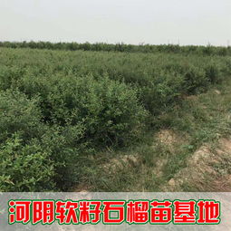 滎陽石榴樹苗繁育基地品種豐富