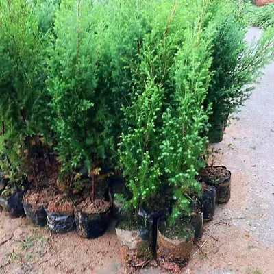 供應(yīng)H50公分柏木無紡布袋苗 昊天柏木營養(yǎng)杯苗木繁育基地