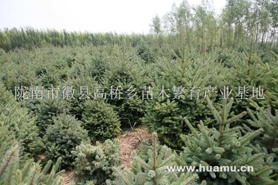 【云杉商|徽縣高橋鄉(xiāng)崔壩村云杉】隴南市徽縣高橋鄉(xiāng)苗木繁育產(chǎn)業(yè)基地云杉