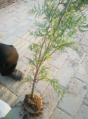 供側(cè)柏苗木高1-1.5米200萬株圖片_高清圖_細節(jié)圖-河南省靈寶市伏秦苗木花卉繁育中心