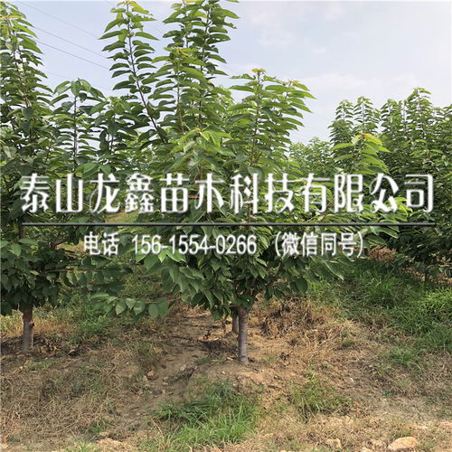 2019年蘭丁2號基地 蘭丁2號基地售價