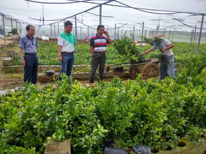 縣水果 兩煙 辦領(lǐng)導(dǎo)深入柑桔苗木繁育場指導(dǎo)工作