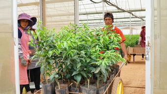 賓川有個柑桔無病苗木繁育基地,很多果農(nóng)都不知道