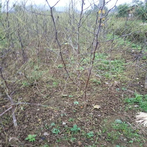 【嫁接棗樹苗哪里有棗樹苗規(guī)格齊全】- 