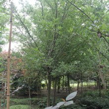  河?xùn)|區(qū)綠友苗木繁育場 主營 垂絲海棠 金銀花 黑松