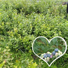 望都北高叢藍莓苗 新聞報道 銷售管理