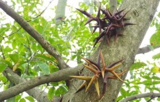 皂角樹的刺有什么作用