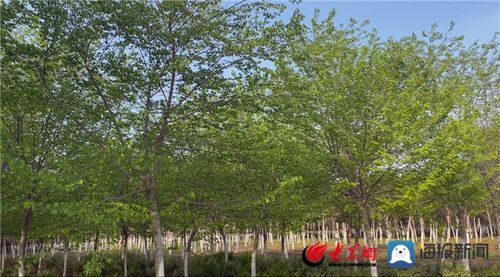 八仙橋街道沙嶺村 流轉(zhuǎn)土地種苗木 流出 效益 轉(zhuǎn)出 生機