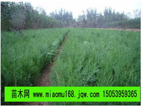 山東最大的黑松 油松 側(cè)柏苗木繁育基地