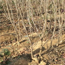 【北屯防草布報價可以用幾年】-