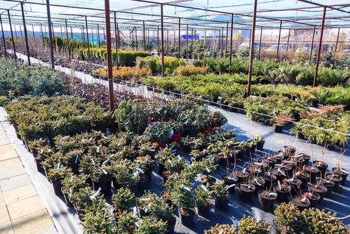 果樹苗木繁育技術,以下幾點你知道嗎 過來了解下吧