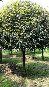 【行道樹桂花樹基地,桂花10公分,成都桂花樹基地】- 