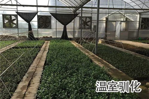 發(fā)展品種質(zhì)量關(guān)鍵 重視苗木品牌化建設(shè)