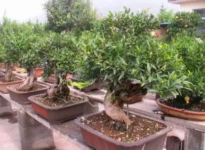 苗圃想要優化轉型,有這幾條道路可以走