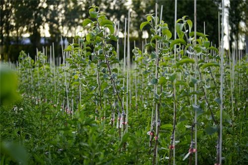 寶雞千陽縣 鄉村振興成果彰顯 農業領域亮點頻現