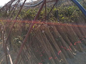 大榛子苗木 大榛子苗 黑龍江榛子苗