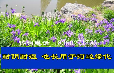 國際流行花卉新品鳶尾 陜西楊凌錦繡萬畝果樹苗木繁育基地
