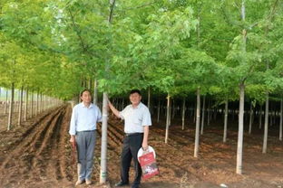 甘肅金昌 戈壁灘上的 花木工廠