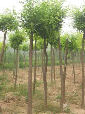 菏澤雙華花木繁育基地-