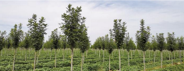 種下經濟林,致富有奔頭!