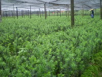 麗水市利民紅豆杉苗木繁育種植場合作社-供應-錢眼商機分類