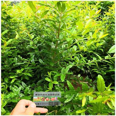現貨批發酸石榴樹苗 花石榴樹苗 品種介紹 大青皮石榴樹苗