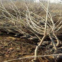山東省臨沂濱河苗木繁育基地