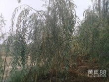 山東省莘縣彩色苗木繁育中心