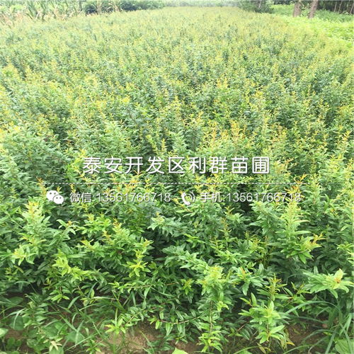 【紅巨蜜石榴苗】- 