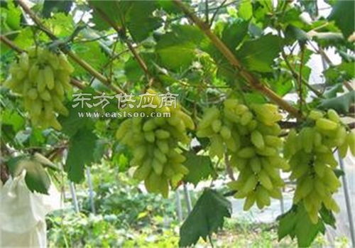 金手指葡萄苗 金手指葡萄苗種植技術 泰安苗木繁育基地服務好圖片