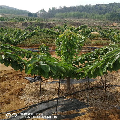 北京市購買櫻桃苗 保證品種的吉塞拉12號櫻桃苗