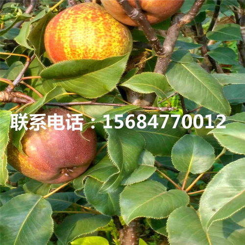 紅香酥梨樹苗購買價格 紅香酥梨樹苗批發