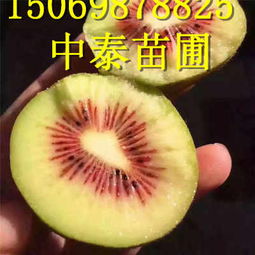 江西景德鎮新品柿子苗 新聞 種植技術 繁育區咨詢處