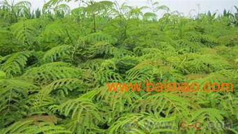 綠化苗木繁育基地出售的合歡,無需比價,全年超低 ,綠化苗木繁育基地出售的合歡,無需比價,全年超低 生產廠家,綠化苗木繁育基地出售的合歡,無需比價,全年超低 價格