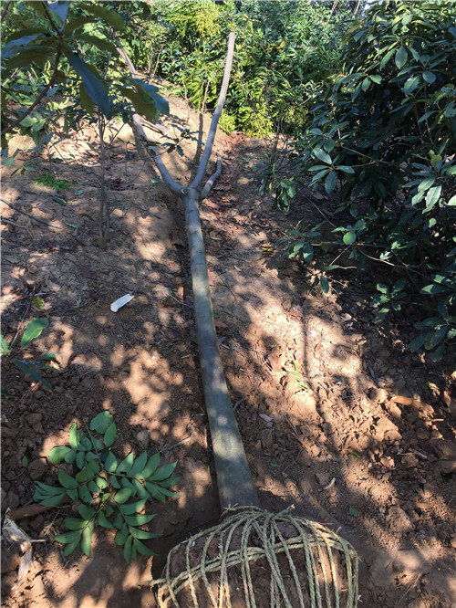 7公分南陽欒樹萬畝苗木基地